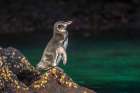 Ecuador-Galapagos National Park-Bartolome Island. Galapagos penguin close-up. Art Print